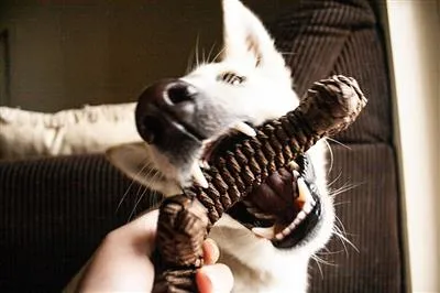 Brown Braided Stick Toy