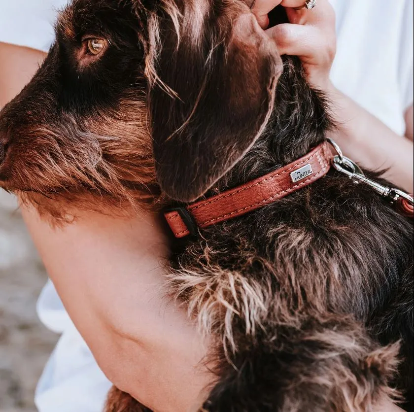 Petite HUNTER "UP" Leather Clip Collar